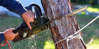 Best Tree Trimming and Pruning  in Westport, NC