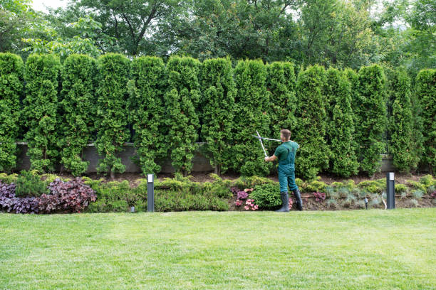 Best Lawn Maintenance Plans  in Westport, NC