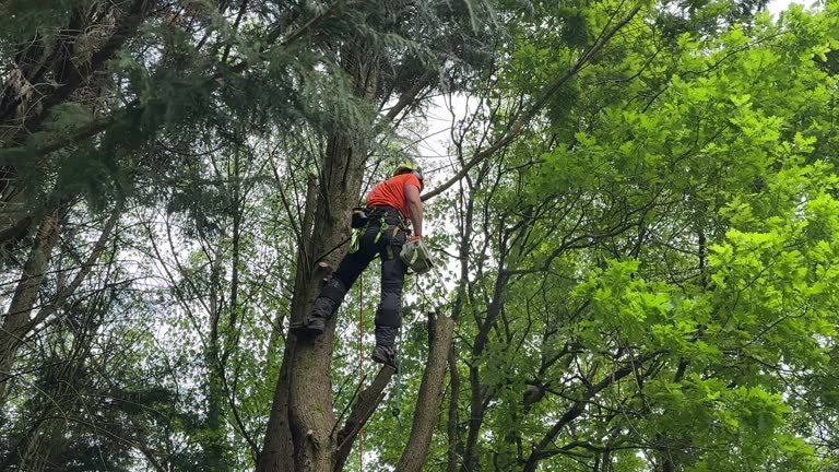 Best Tree Disease Treatment  in Westport, NC