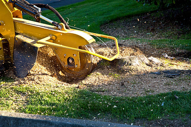 Best Sod Installation  in Westport, NC